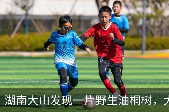 湖南大山发现一片野生油桐树，大的有四五十年，全株有毒少人识