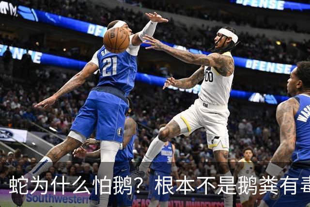 蛇为什么怕鹅？根本不是鹅粪有毒！真正原因是大鹅三大绝杀技能