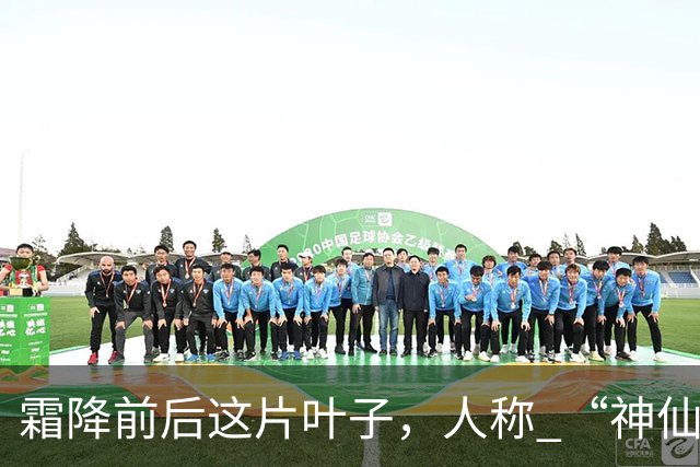 霜降前后这片叶子，人称 “神仙叶”！晒干熬汤泡水喝，润肺疏肝！
